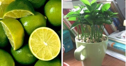 Aprende a plantar limones en una taza para darle el mejor aroma a tu hogar