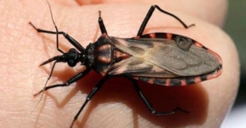 Si encuentras un insecto conocido como «vinchuca» en casa debes ir de inmediato al médico