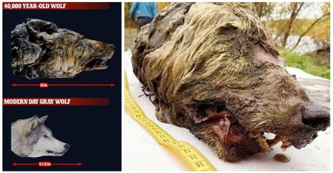 Hallan la cabeza de un lobo gigante que data de hace 40.000 años totalmente preservada