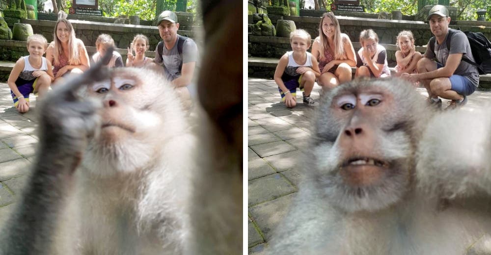 El insólito momento en el que un mono interrumpe una foto familiar para sacarse una selfie El insólito momento en el que un mono interrumpe una foto familiar para sacarse una selfie