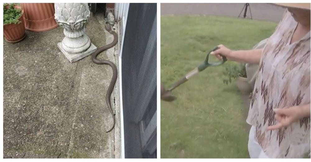 Una aterrada mujer de 73 años se enfrenta a una cobra venenosa que apareció en su jardín Una aterrada mujer de 73 años se enfrenta a una cobra venenosa que apareció en su jardín