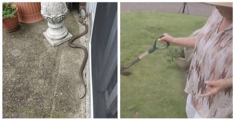 Una aterrada mujer de 73 años se enfrenta a una cobra venenosa que apareció en su jardín