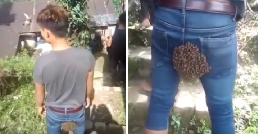 Queda atónito al ver que todo un enjambre de abejas se aferra rápidamente a su pantalón Queda atónito al ver que todo un enjambre de abejas se aferra rápidamente a su pantalón