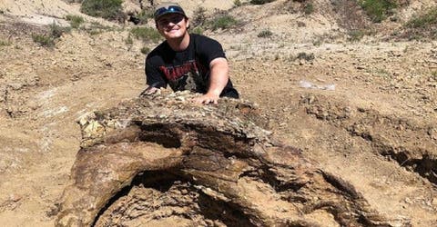 Un estudiante se sorprende al encontrar los restos de un ser vivo de hace 65 millones de años