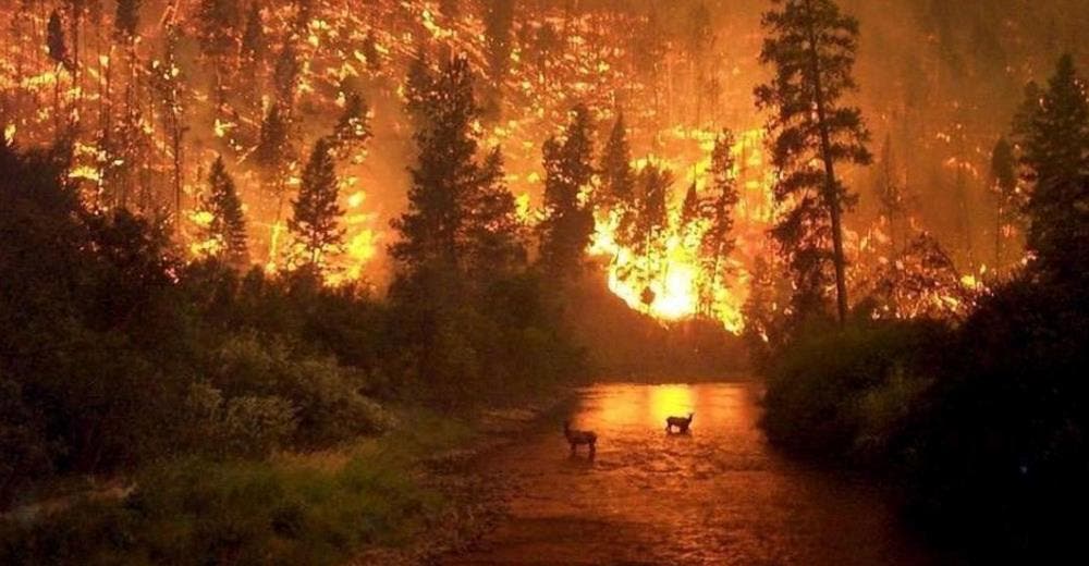 La NASA revela una impactante imagen satelital de los devastadores incendios del Amazonas