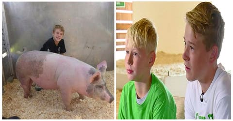 Ganan 11 mil dólares subastando un cerdo y deciden donar el dinero para salvar a otros niños