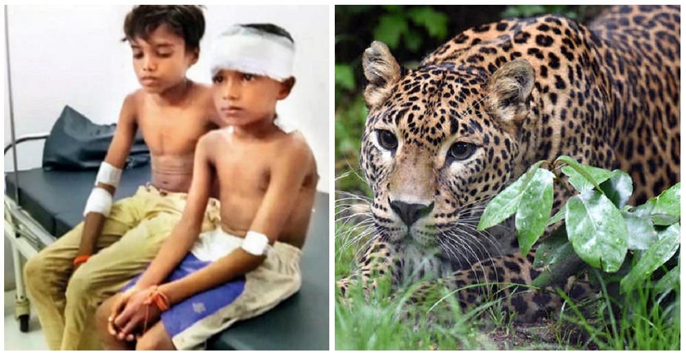 Un valiente niño lucha contra un leopardo para salvar la vida de su primo de 7 años
