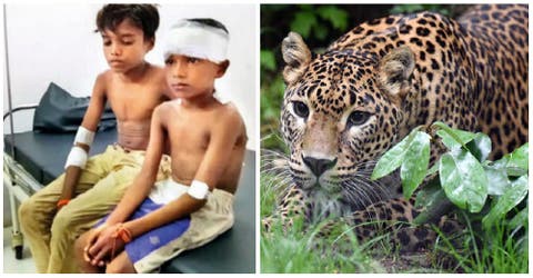 Un valiente niño lucha contra un leopardo para salvar la vida de su primo de 7 años