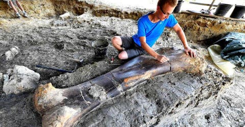 Un grupo de paleontólogos halla restos óseos de un fémur de 2 metros de longitud