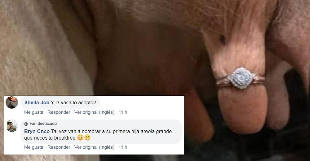 Le propone matrimonio a su novia poniendo el anillo de diamantes en las ubres de una vaca Le propone matrimonio a su novia poniendo el anillo de diamantes en las ubres de una vaca