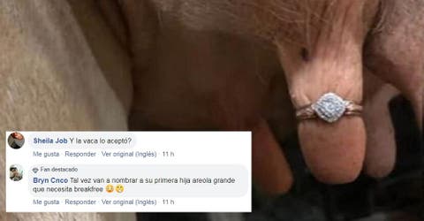 Le propone matrimonio a su novia poniendo el anillo de diamantes en las ubres de una vaca