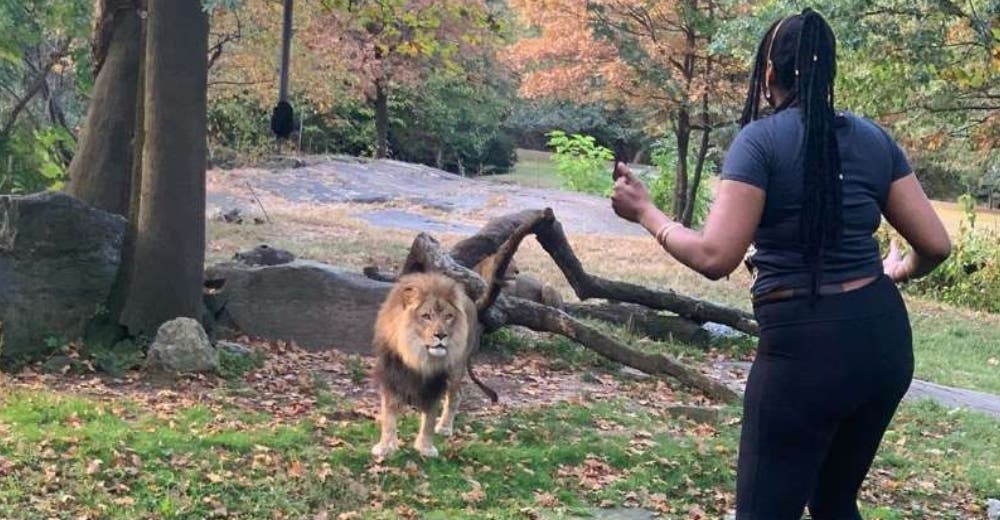 Graban el aterrador momento en el que una mujer saltó para meterse a la fosa de los leones Graban el aterrador momento en el que una mujer saltó para meterse a la fosa de los leones