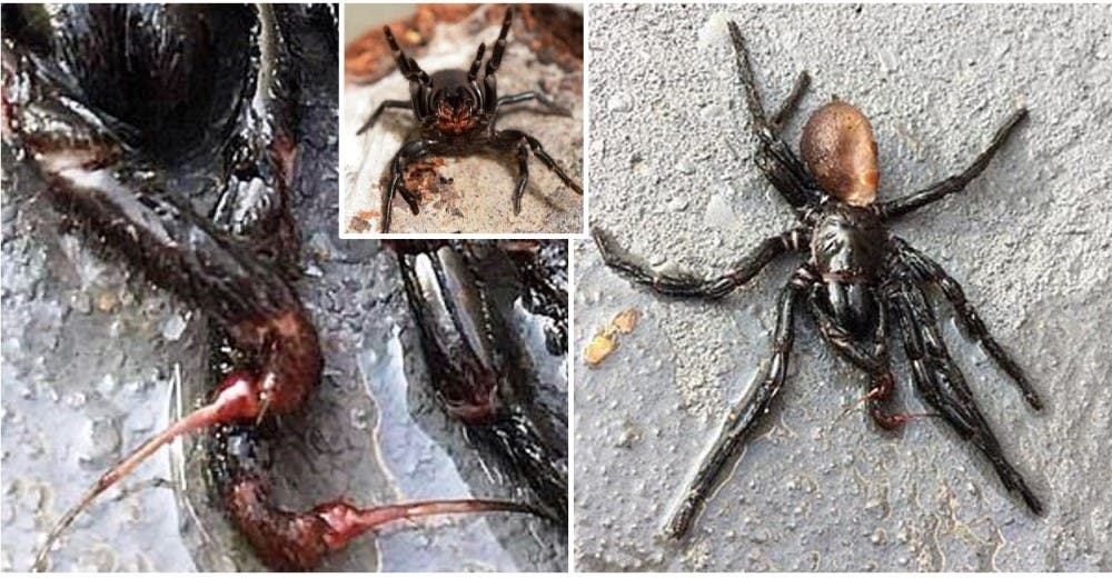 Nuevo peligro en Australia: las luvias obligan a arañas venenosas a refugiarse en casas