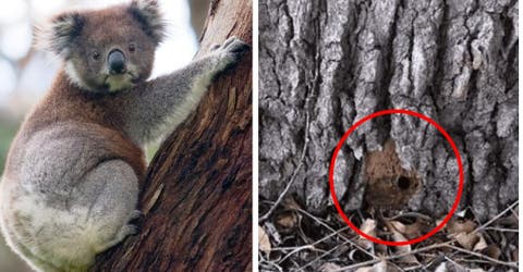 Envenenan los árboles de 100 años donde se refugian los koalas tras los incendios