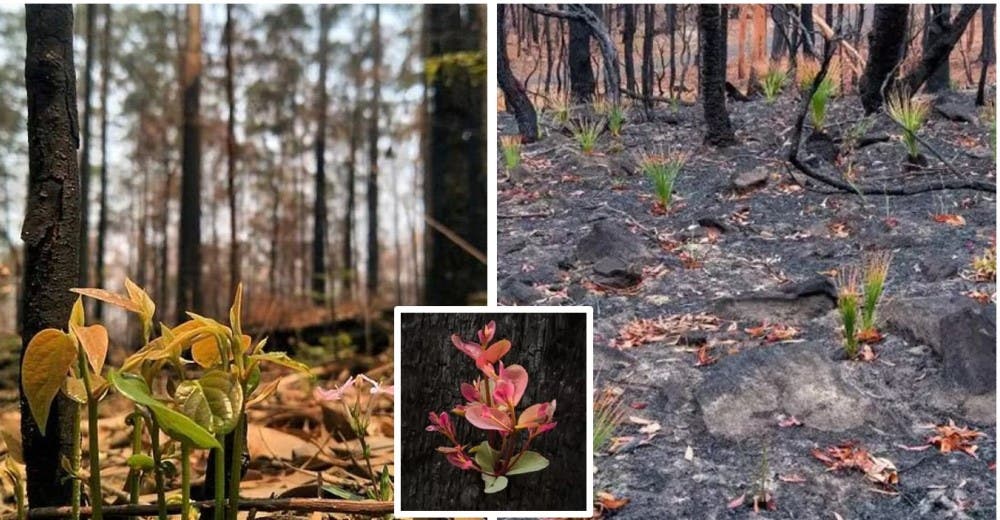 Los bosques devastados por las llamas en Australia muestran una recuperación milagrosa
