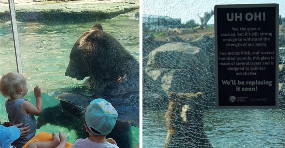 La travesura de un niño en un zoológico causa daños de 67 mil dólares y deja a todos aterrados La travesura de un niño en un zoológico causa daños de 67 mil dólares y deja a todos aterrados