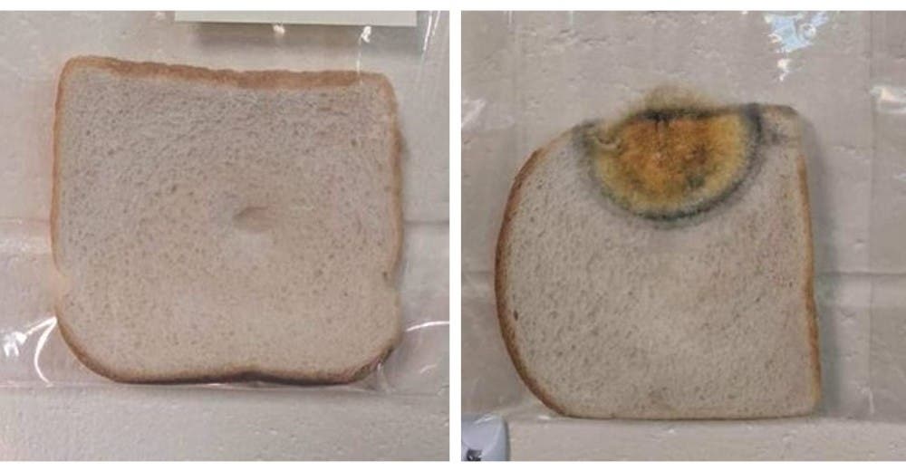 El experimento con pan de molde de unos maestros de primaria que se hace viral