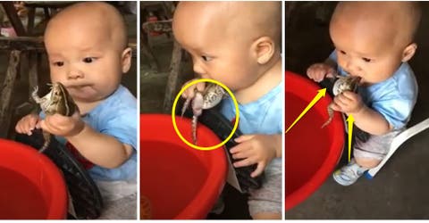 Se ríen mientras graban a su bebé luchando por comerse un sapo vivo