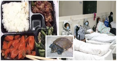 Los pacientes con coronavirus denuncian que reciben tortuga como cena en un hospital chino