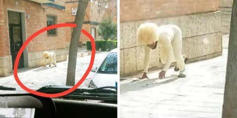 Graban al hombre que se disfraza de perro para salir a la calle y romper el confinamiento