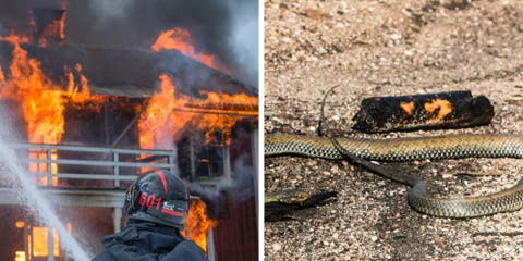 Un vigilante incendia un inmueble «para deshacerse de una serpiente” y termina en la cárcel