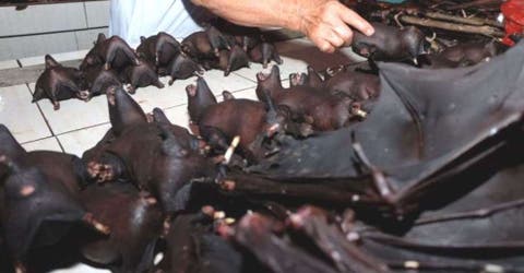 Denuncian que en China continúa la venta de carne de murciélago tras la pandemia