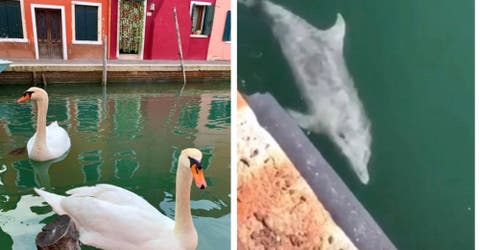 En Venecia el agua es cristalina y nadan peces y delfines en los canales tras el confinamiento