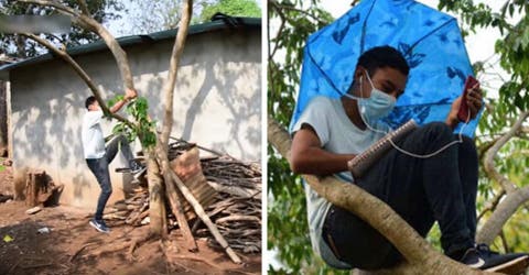 Un humilde estudiante tiene que subir cada día a un árbol para asistir a sus clases virtuales