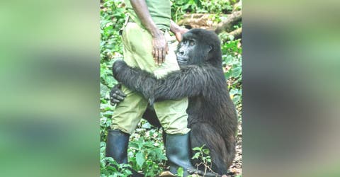 Una amorosa gorila le ofrece un abrazo de consuelo a su cuidador
