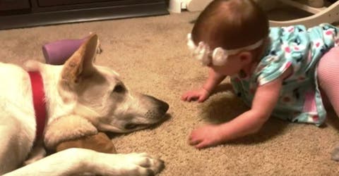 El perro reacciona cuando la bebé se acerca con la intención de darle besos en su rostro