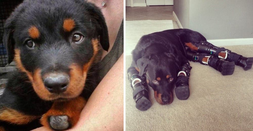 Un perrito sin patas rescatado vuelve a caminar y recibe la oportunidad de ser feliz