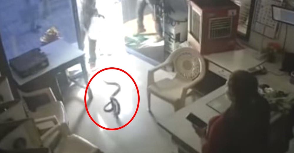 Arroja una serpiente dentro de una tienda para vengarse de la empleada