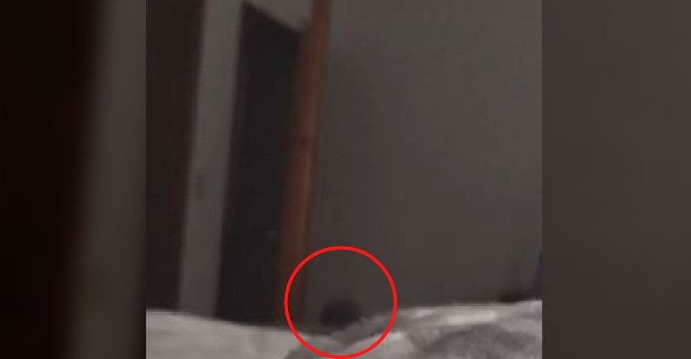 Una mujer embarazada termina aterrorizada al ver el vídeo que grabó de su vientre moviéndose Una mujer embarazada termina aterrorizada al ver el vídeo que grabó de su vientre moviéndose