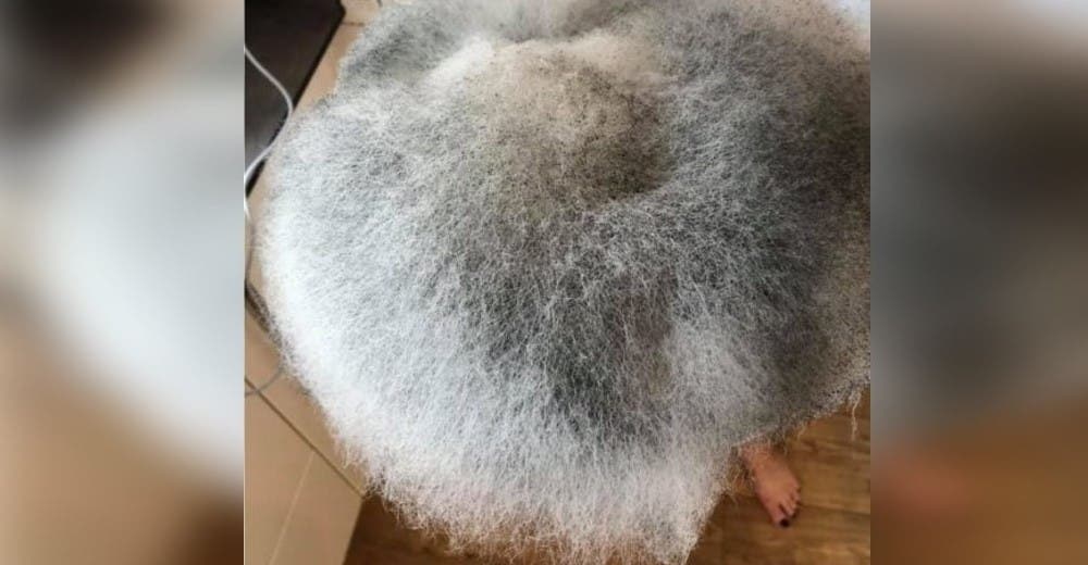 Se queda aterrorizada al hallar a un presunto gato gris en el interior del horno de su hija Se queda aterrorizada al hallar a un presunto gato gris en el interior del horno de su hija