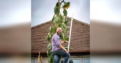 Su hijo le pide un girasol más alto que su casa y siembra uno logrando que crezca 6 metros