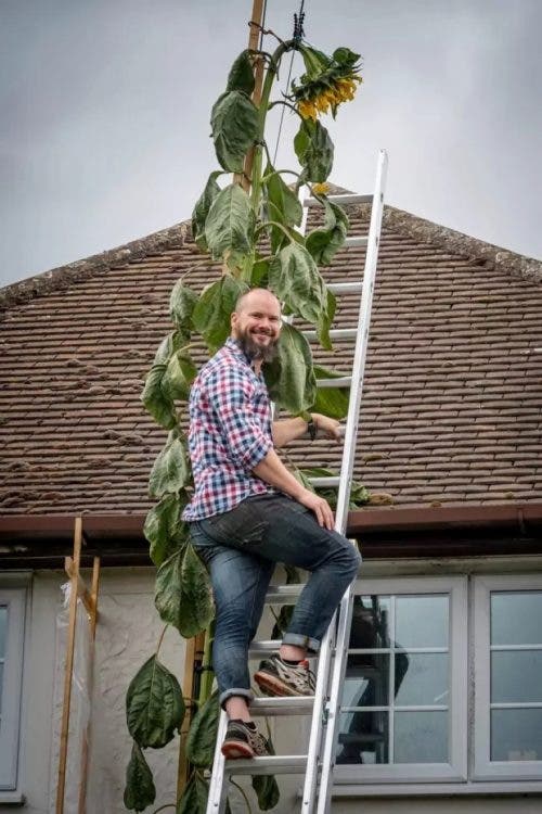 Su hijo le pide un girasol más alto que su casa y siembra uno logrando que  crezca 6 metros - Viralistas.com