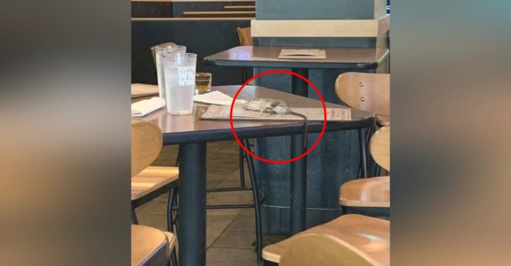 Una rata cae sobre la mesa mientras comía en un restaurante – «Fue realmente asqueroso»