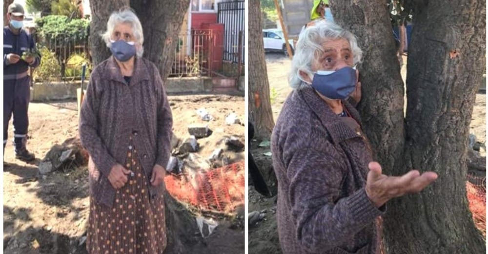 Una abuelita de 80 años se aferra a un árbol en peligro de extinción para evitar que sea talado