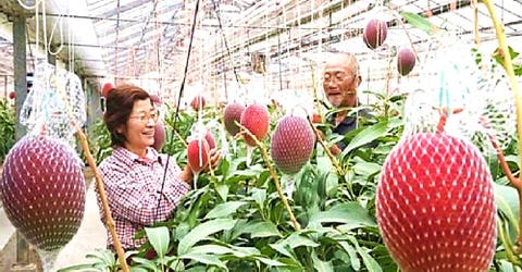 Plantan por error el mango más caro del mundo y ahora necesitan vigilancia para protegerse