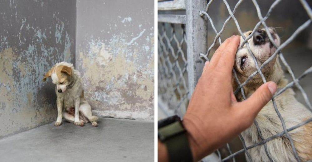 Adoptan a la perrita que por su tristeza solo podía levantar la cabeza para pedir una caricia