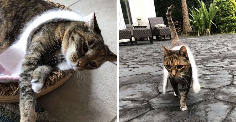 Una gata elegante está obsesionada con llevar su bufanda a donde quiera que va