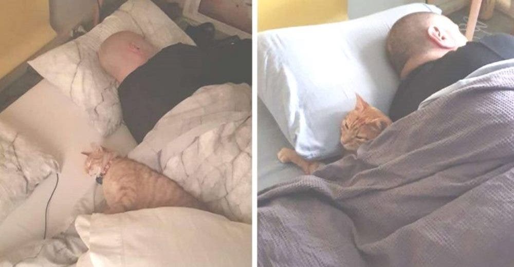 Su gato escapa todas las noches a casa de sus vecinos porque los eligió como segunda familia