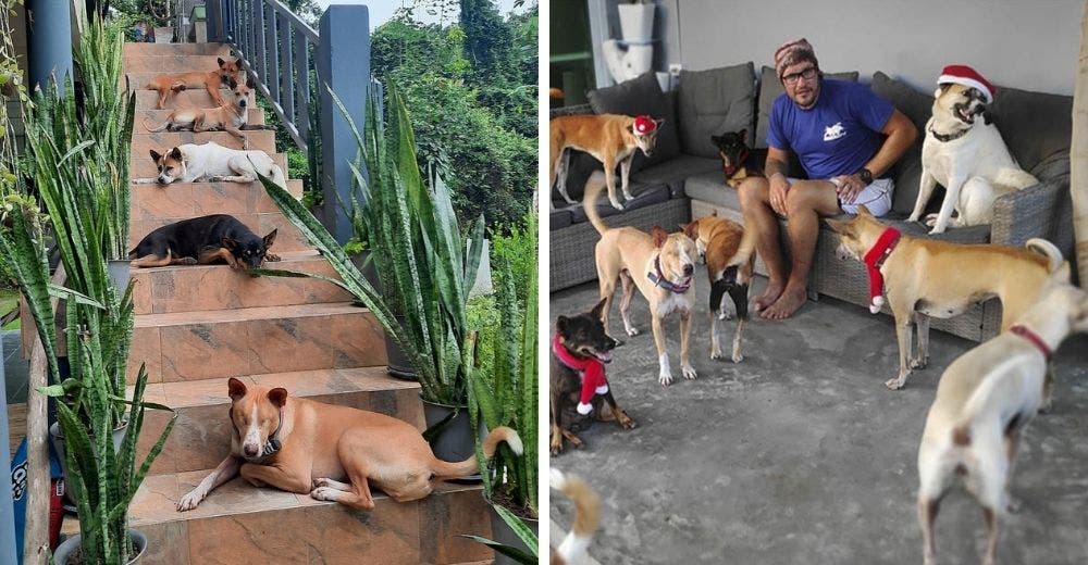 15 perritos son adoptados por una pareja que se mudó a una isla buscando la felicidad