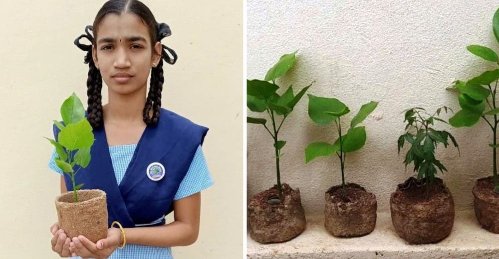 Una niña de 14 años transforma desechos de cacahuete en macetas biodegradables