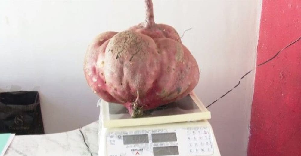 Cosecha una patata de 10 kilos que sembró en su jardín sin usar ningún fertilizante