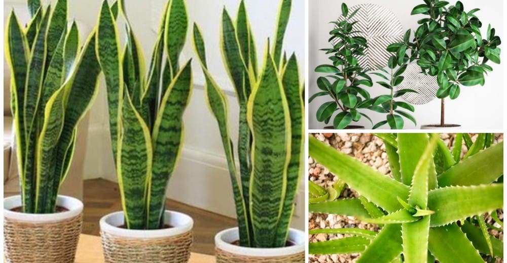 7 plantas que absorben el calor y purifican el aire de tu casa