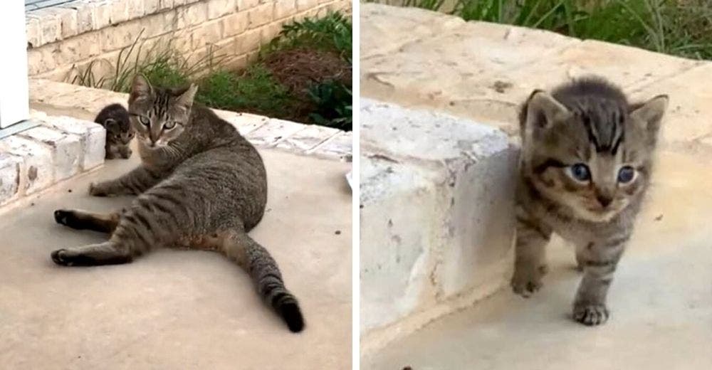 Una gata sin hogar se hace amiga de una pareja y aparece en su casa con su bebé