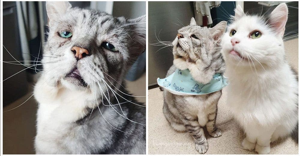 Toby, un gato de 8 años, alcanza la felicidad al ser adoptado junto a su mejor amigo