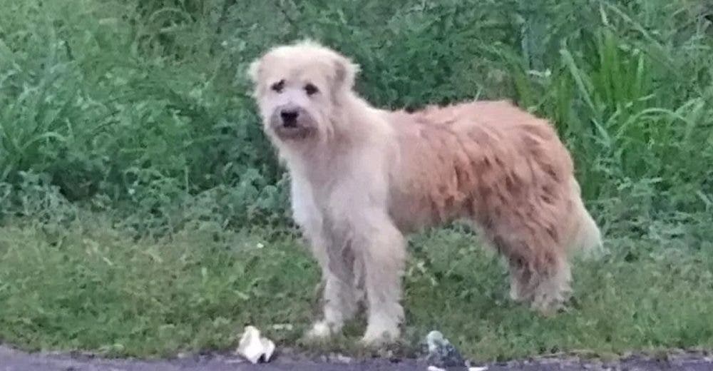 Un perrito espera durante 4 años a su familia en la carretera en la que se perdió