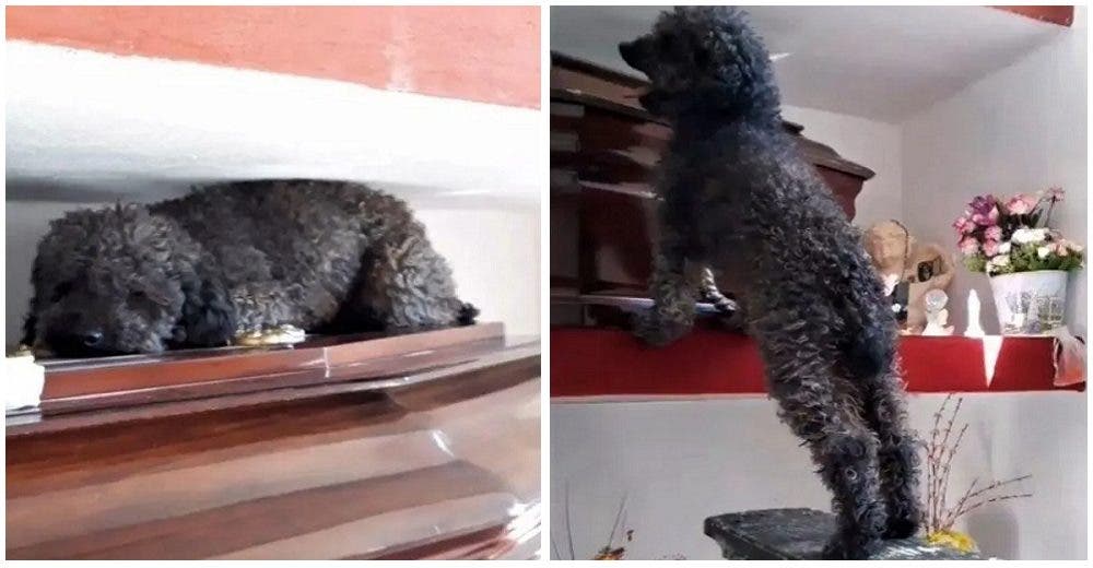 Este perrito no quiere despegarse del ataúd de su dueña aunque ya pasaron más de 4 años